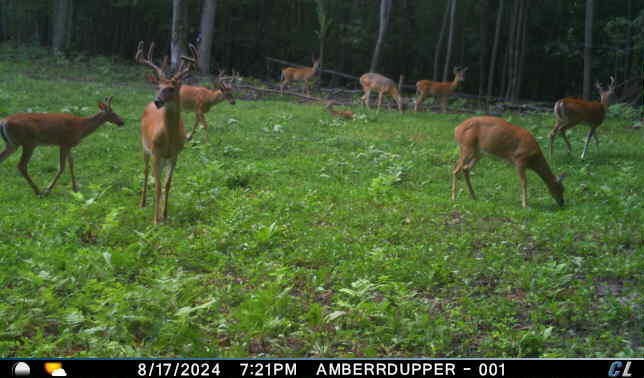 V/l V/l Amber Road Mears, MI 49436 - Photo 42 of 53 14