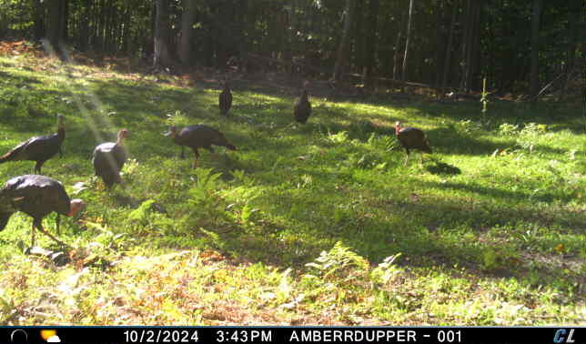 V/l V/l Amber Road Mears, MI 49436 - Photo 44 of 53 16