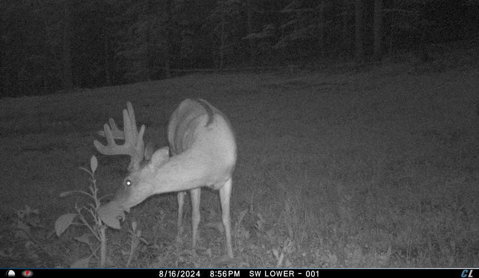 V/l V/l Amber Road Mears, MI 49436 - Photo 48 of 53 19(1)