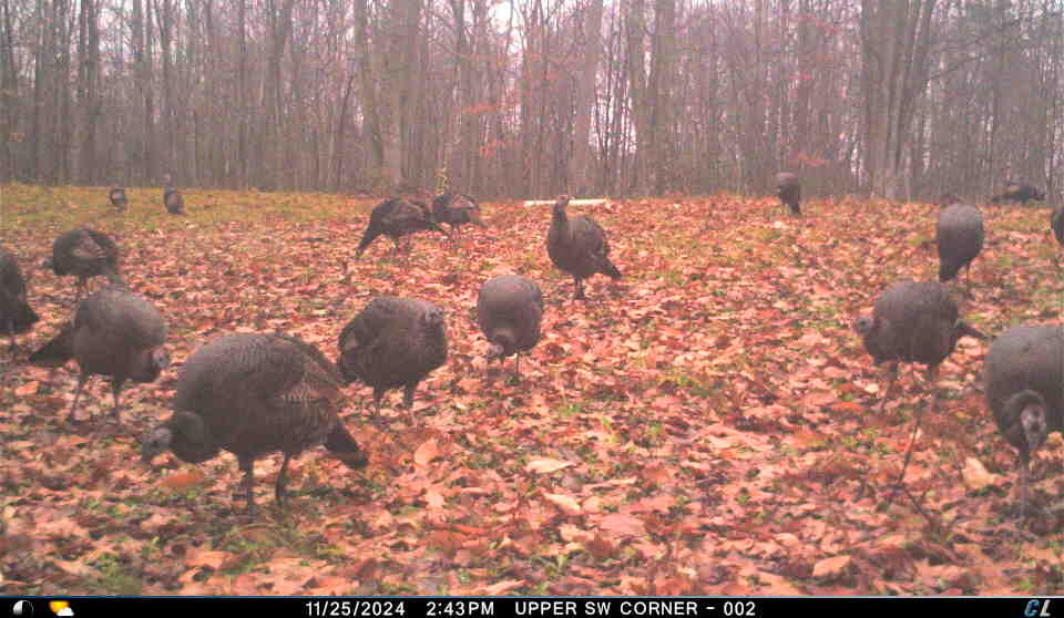 V/l V/l Amber Road Mears, MI 49436 - Photo 50 of 53 21