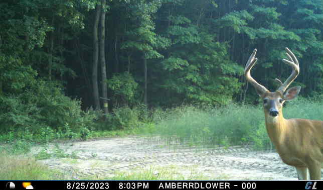 V/l V/l Amber Road Mears, MI 49436 - Photo 51 of 53 22