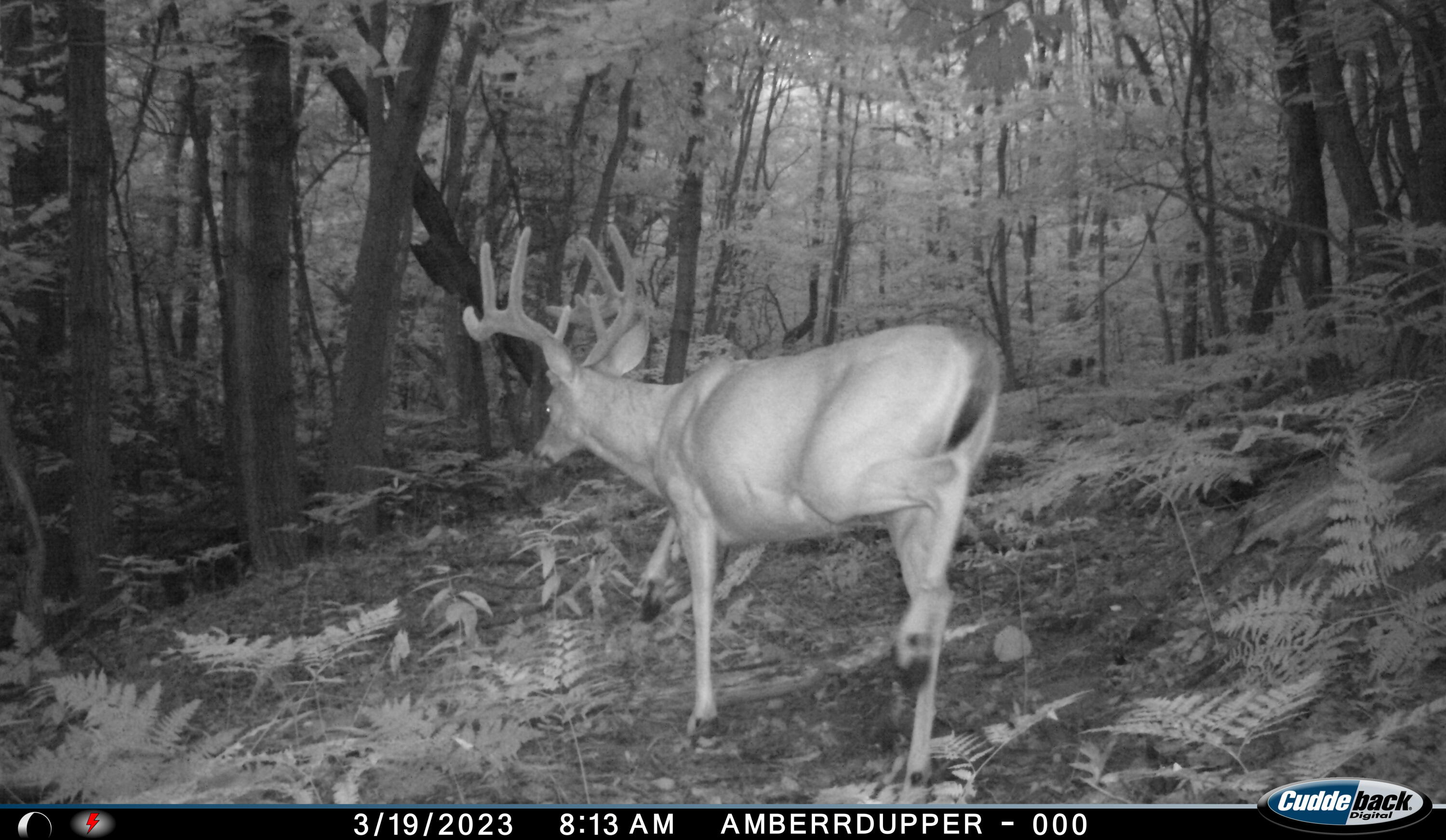 V/l V/l Amber Road Mears, MI 49436 - Photo 6 of 53 3