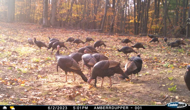 $299,900 | V/l V/l Amber Road, Mears, MI 49436