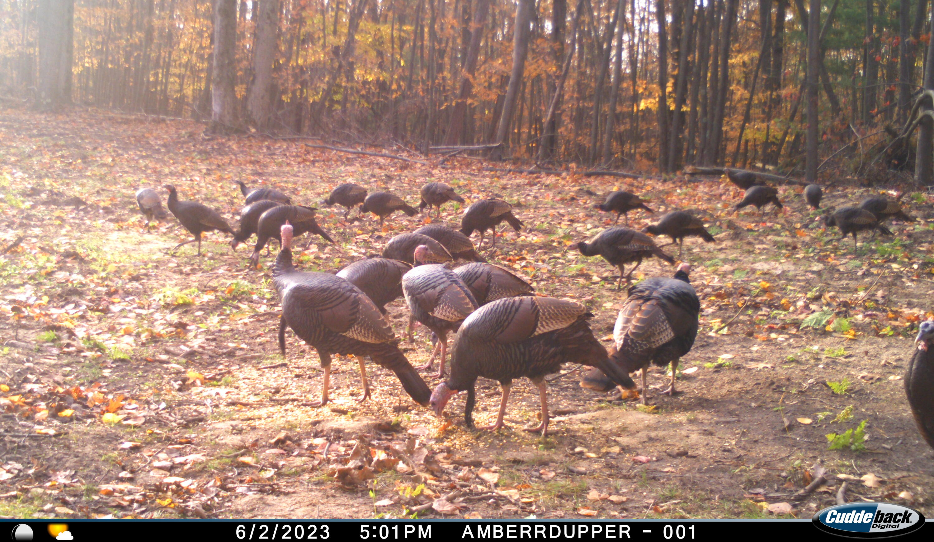 V/l V/l Amber Road Mears, MI 49436 - Photo 7 of 53 23