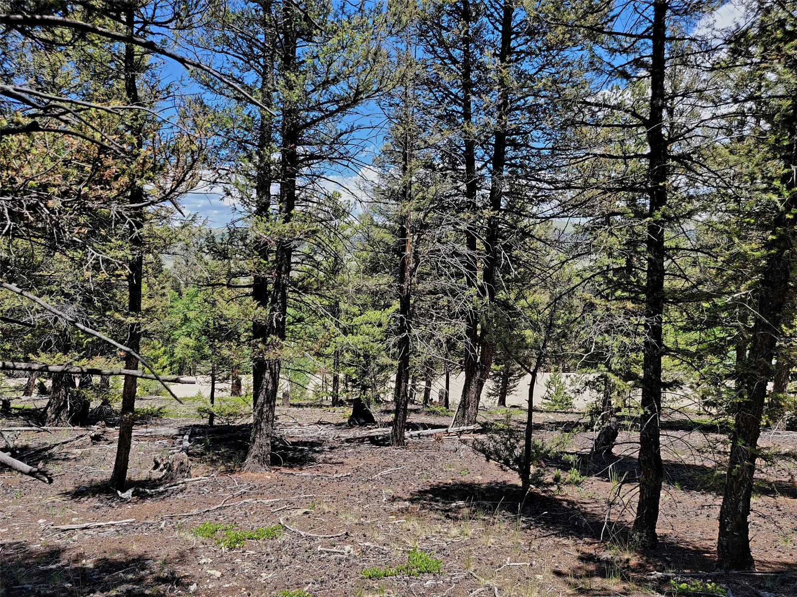 2799 Redhill Road Fairplay, CO 80440 - Photo 29 of 35 View of local wilderness