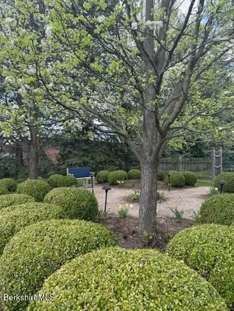 a view of a tree in the garden
