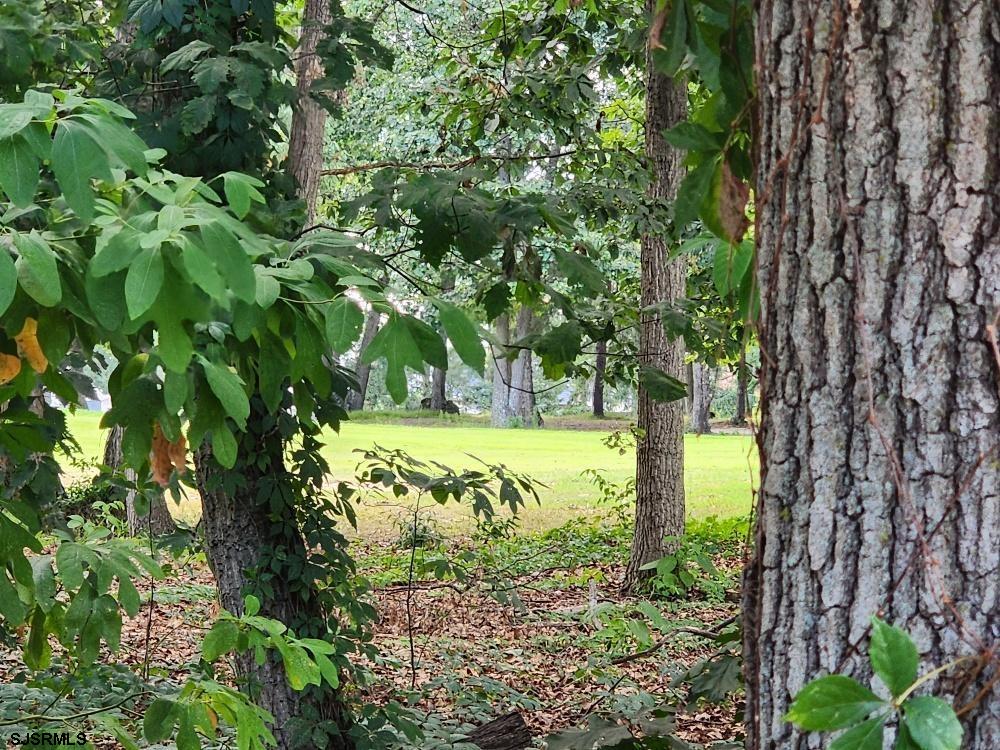 63 Cranford Road Turnersville, NJ 08012 - Photo 7 of 35 a view of a garden with a tree