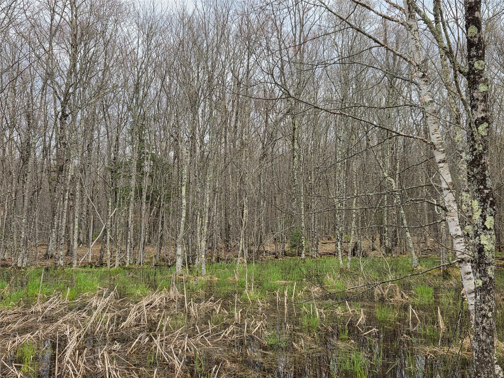 12-xxx North Olson Road Hayward, WI 54843 - Photo 6 of 22 More wet seasonal marsh.