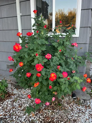a view of bunch of flowers