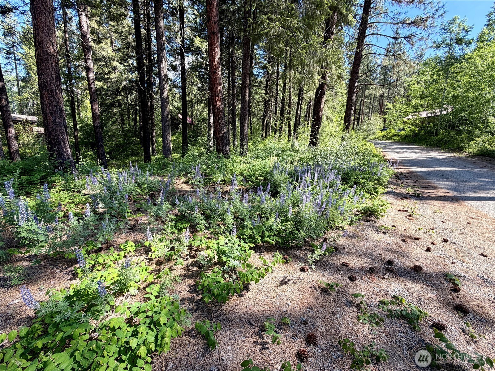 11 Highland Mdw Road Winthrop, WA 98862 - Photo 3 of 25 a view of backyard with green space