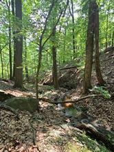 1649 Moss Patch Trail Jasper, GA 30143 - Photo 12 of 18 a view of a forest filled with trees