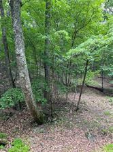 1649 Moss Patch Trail Jasper, GA 30143 - Photo 13 of 18 a backyard of a house with lots of green space