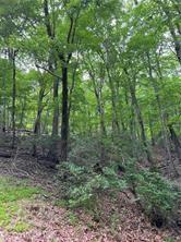 1649 Moss Patch Trail Jasper, GA 30143 - Photo 17 of 18 a view of a forest that has large trees