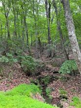 1649 Moss Patch Trail Jasper, GA 30143 - Photo 18 of 18 a view of a forest that has large trees