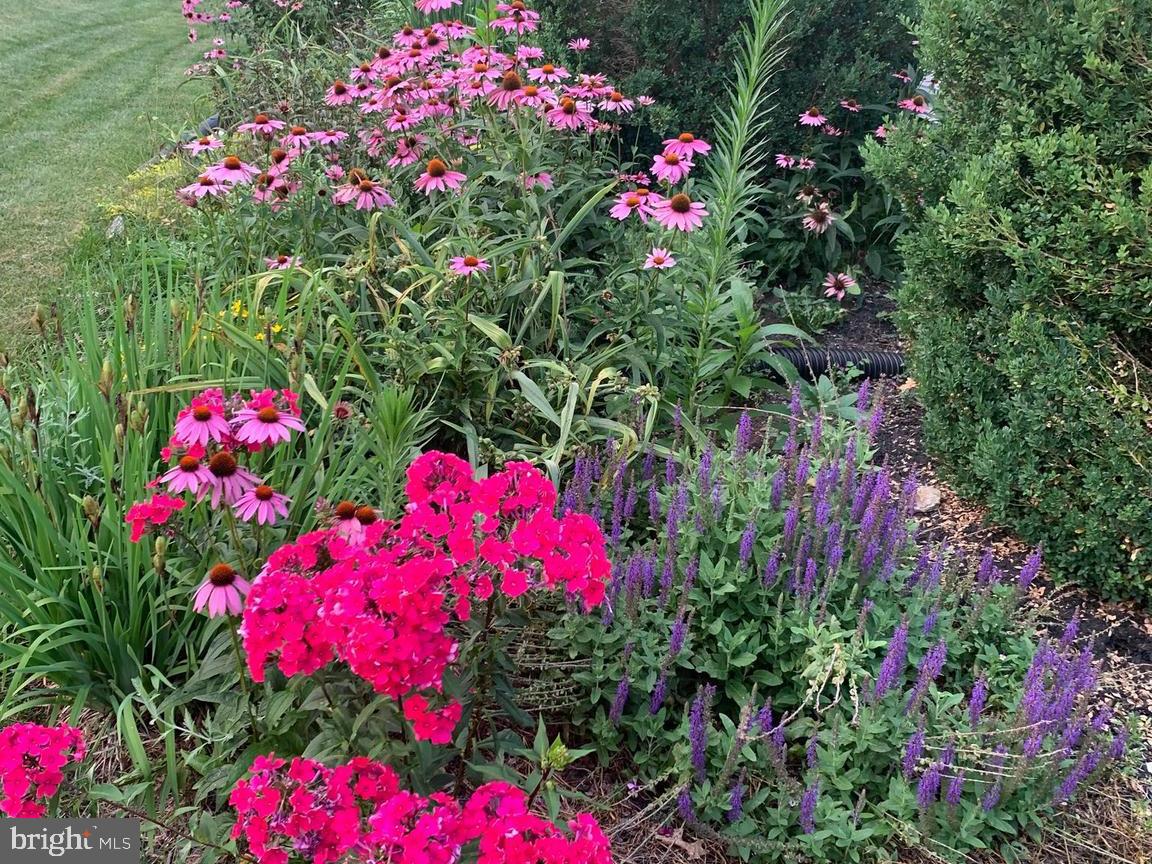 347 Buch Avenue Lancaster, PA 17601 - Photo 43 of 50 a view of a flower in a flower garden