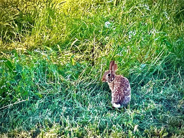 a view of a lake from a yard