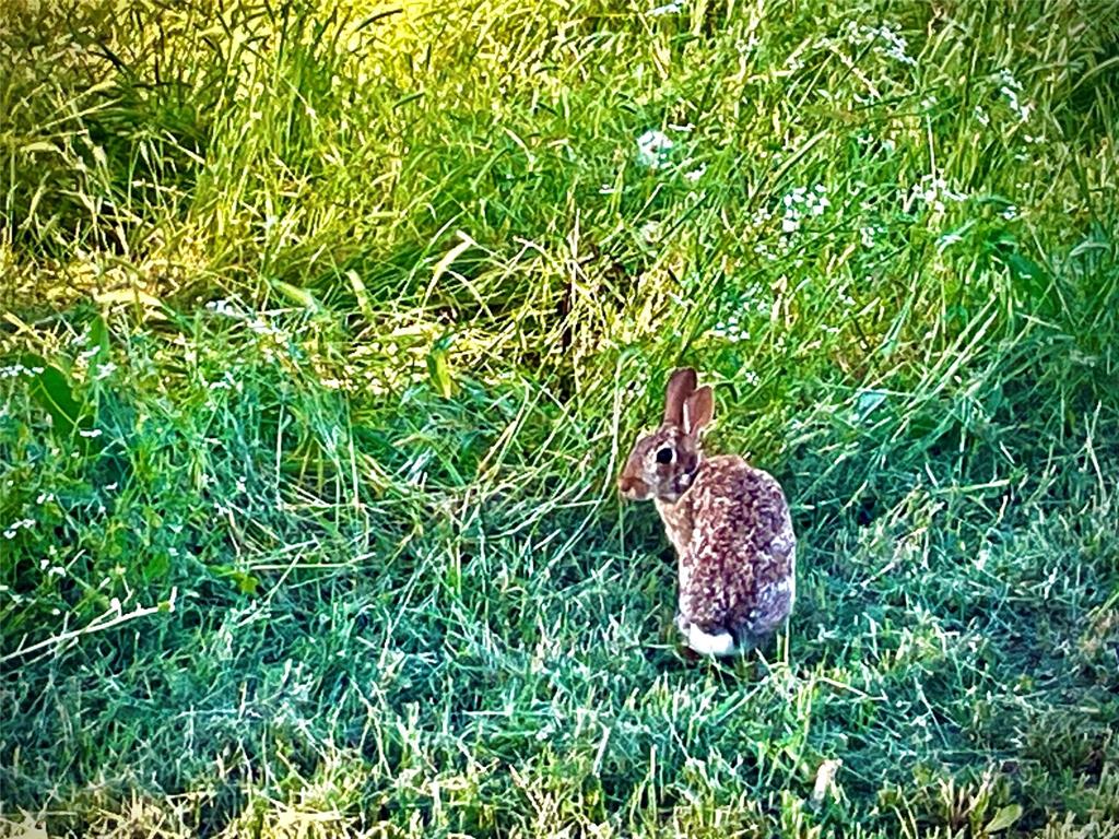 Tbd Brumbelow Road Weatherford, TX 76088 - Photo 14 of 17 a backyard of a house with lots of green space