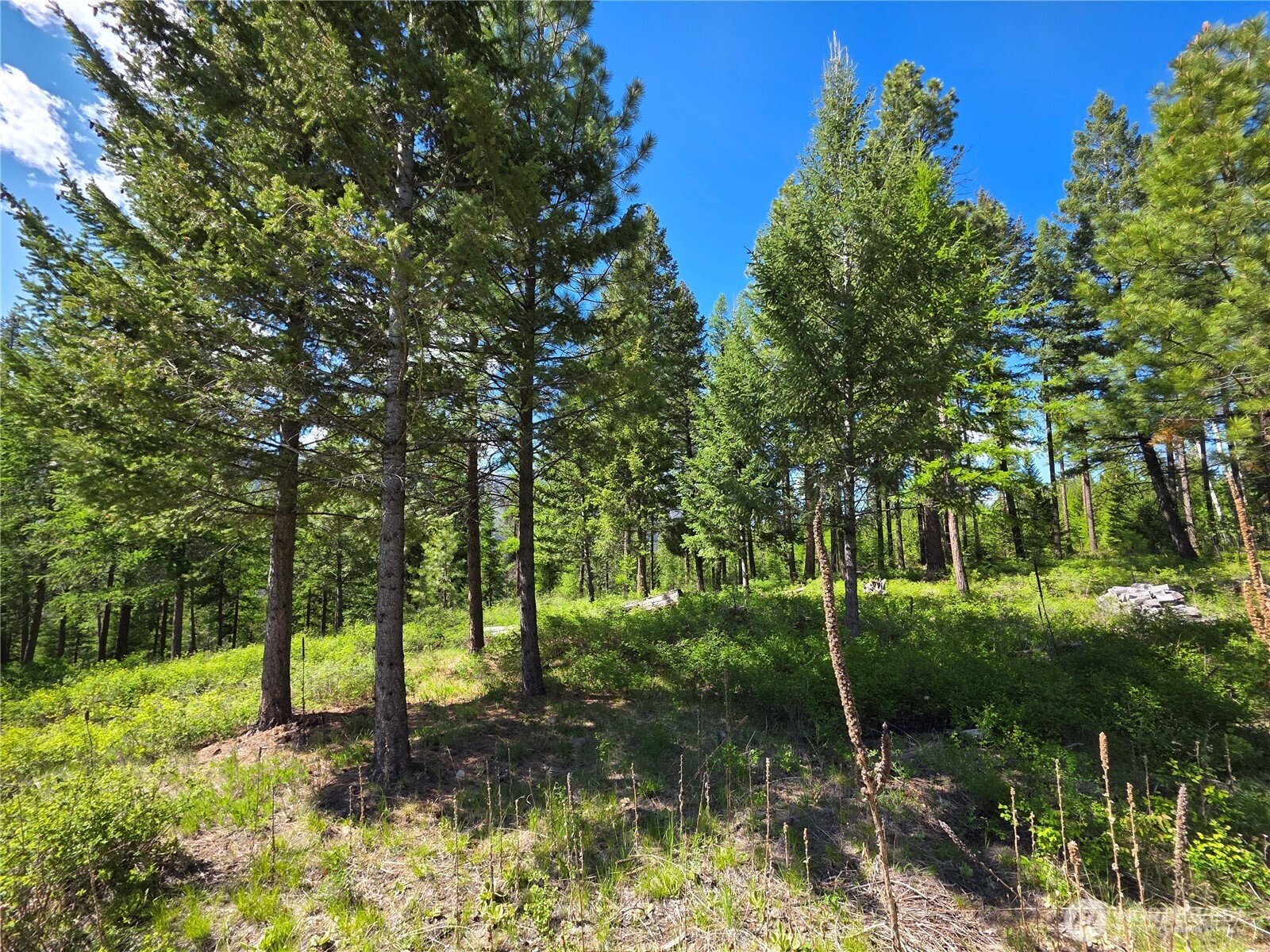 393 Summer Road Tonasket, WA 98855 - Photo 20 of 37 a backyard of a house with lots of green space
