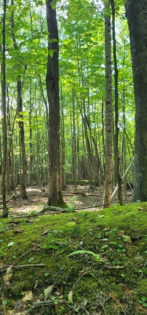 0 Old Slash Road, Unit 50 Troutdale, VA 24378 - Photo 26 of 30 Gallery Image 26
