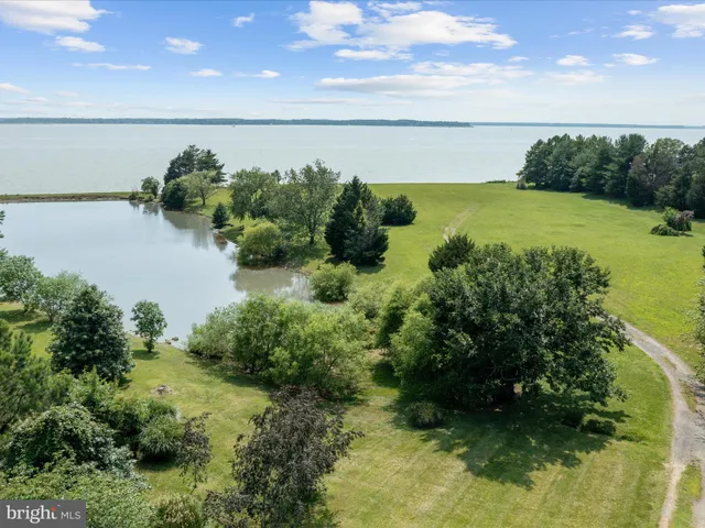 a view of a yard with plants and large trees