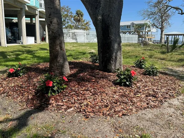 a view of a yard with plants