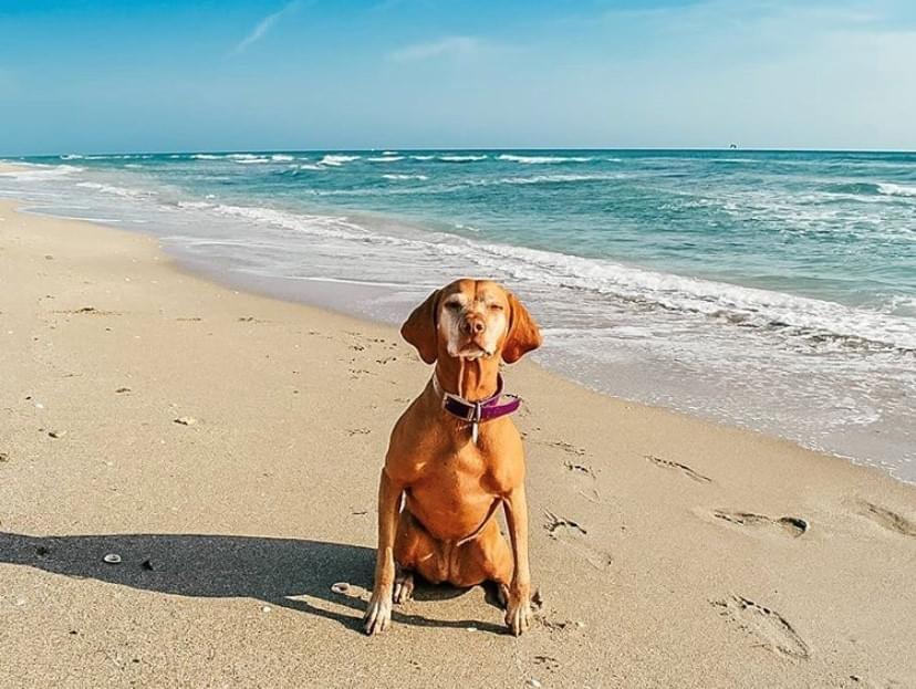 722 Granada Street Fort Pierce, FL 34949 - Photo 62 of 66 IMG_5937