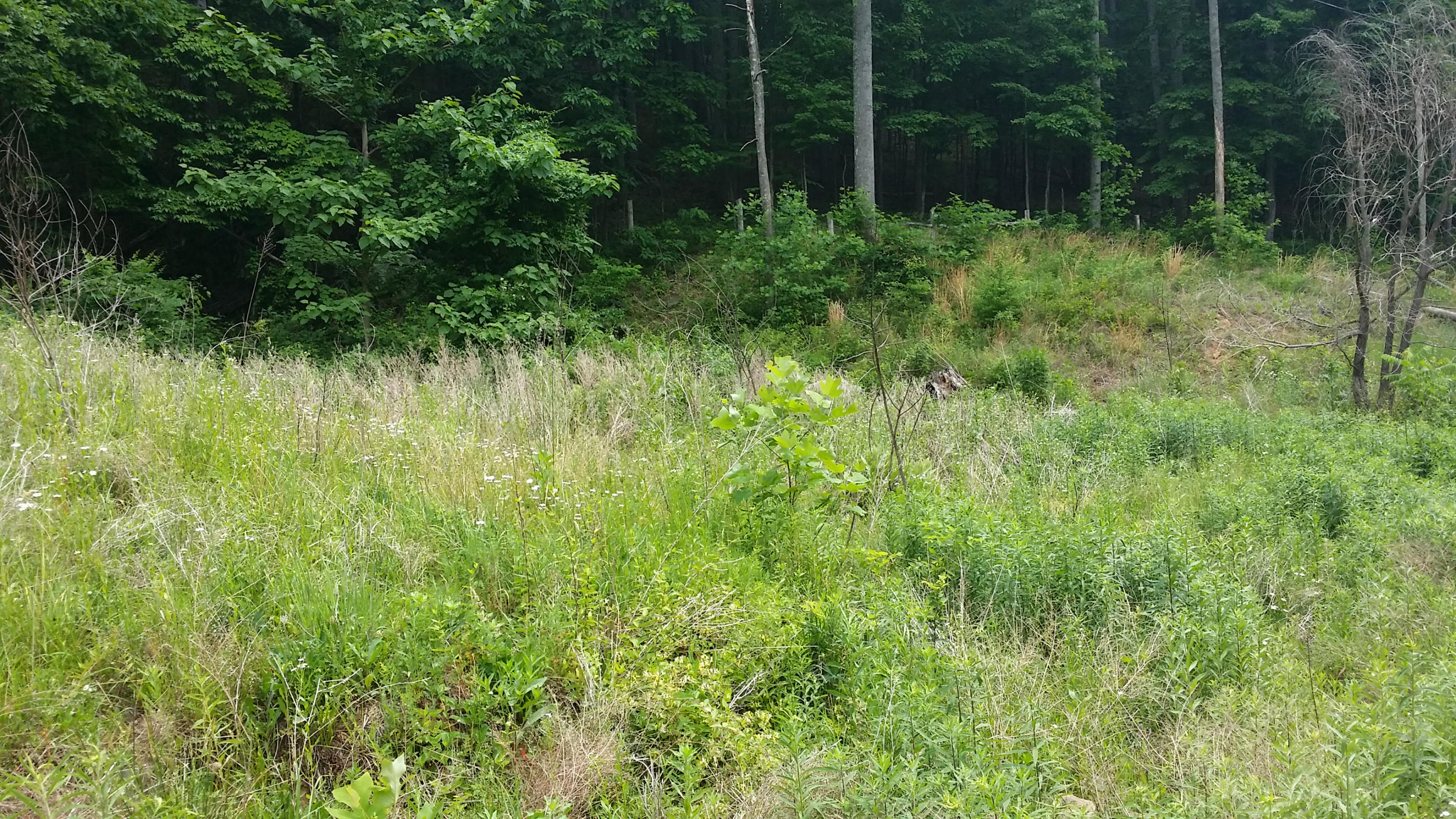 1425 Adney Gap Road Callaway, VA 24067 - Photo 13 of 35 a view of backyard with green space