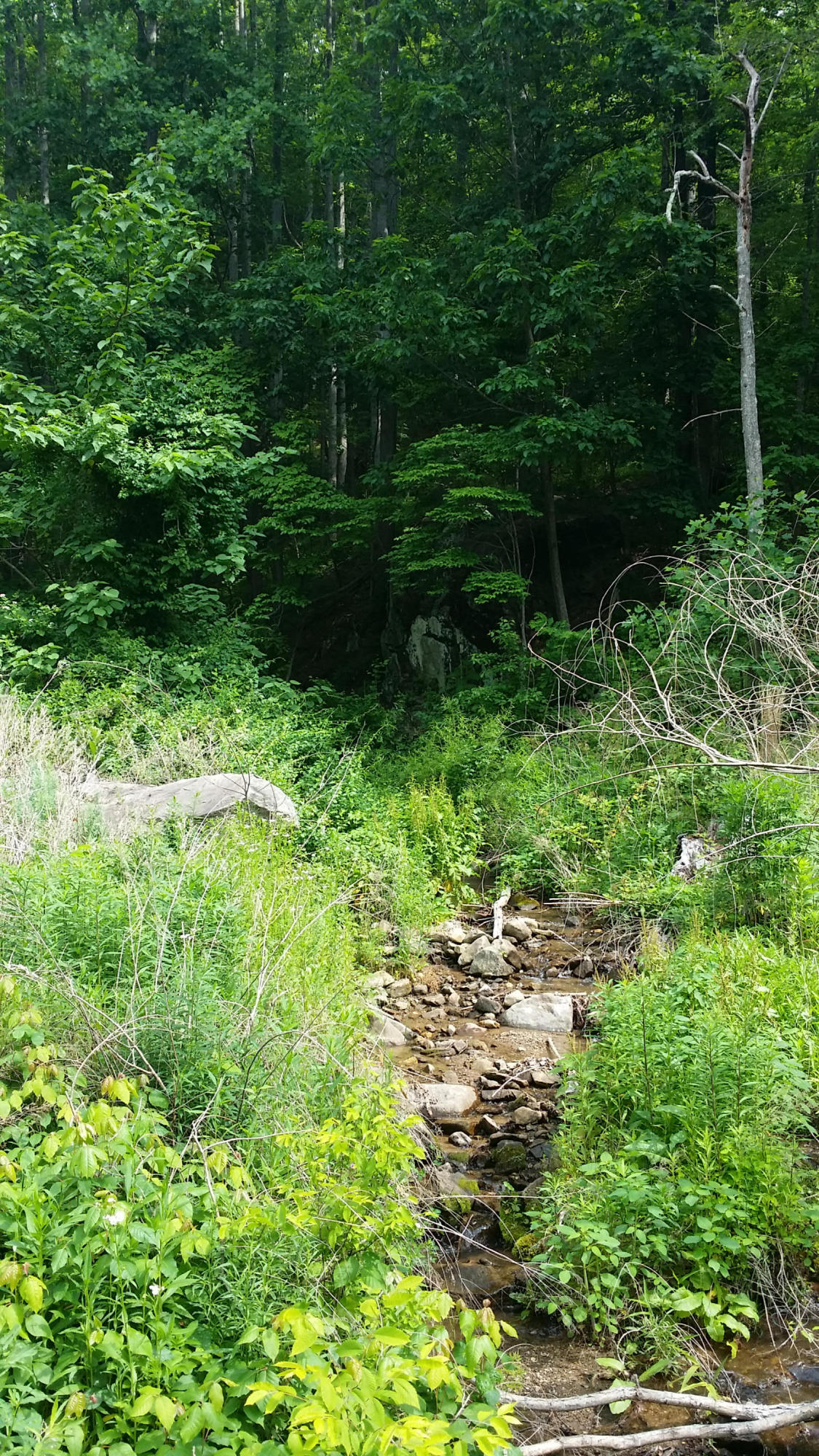 1425 Adney Gap Road Callaway, VA 24067 - Photo 15 of 35 a view of a garden