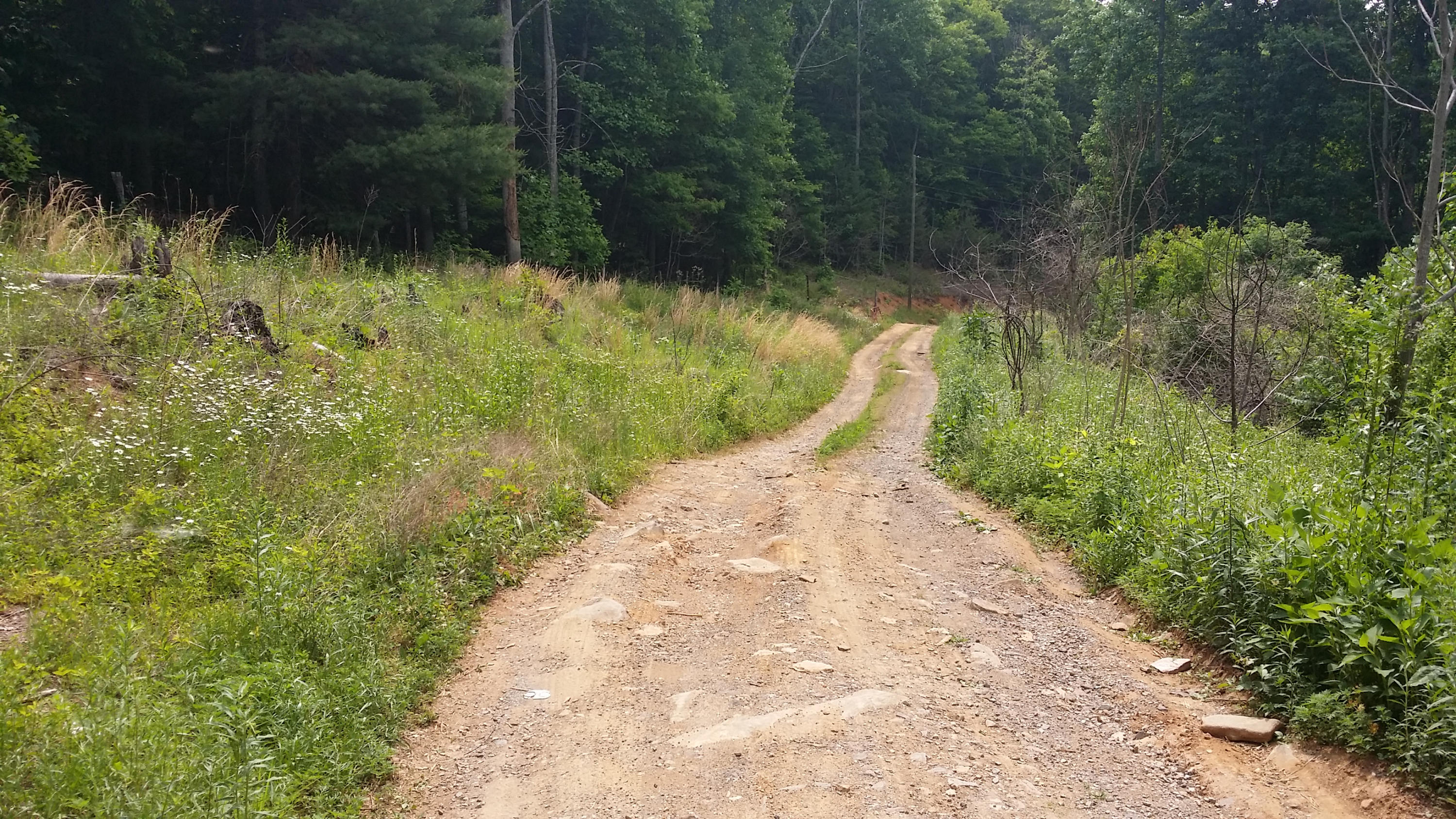1425 Adney Gap Road Callaway, VA 24067 - Photo 18 of 35 a view of a pathway both side of yard