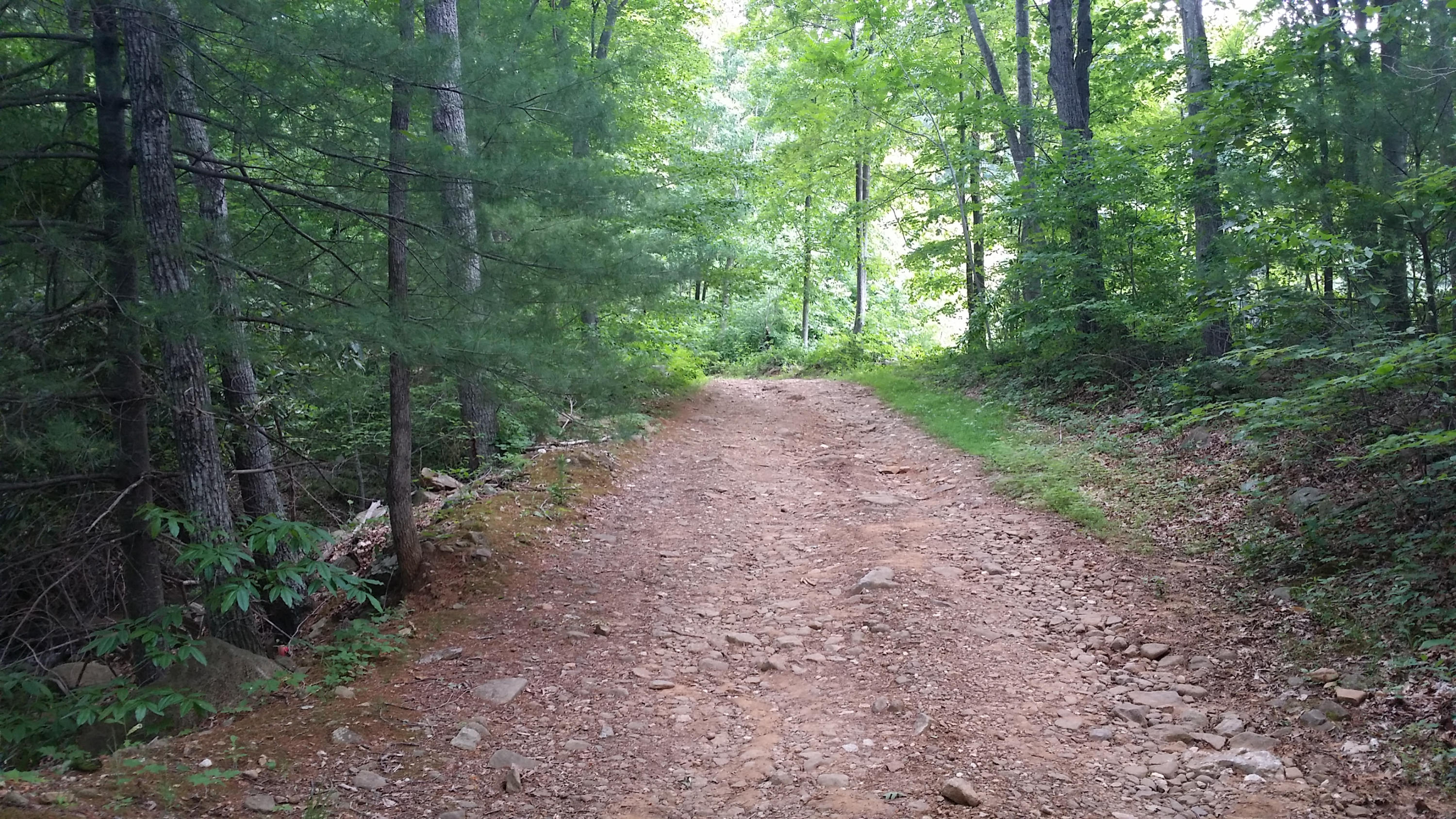 1425 Adney Gap Road Callaway, VA 24067 - Photo 25 of 35 a view of a yard with a trees
