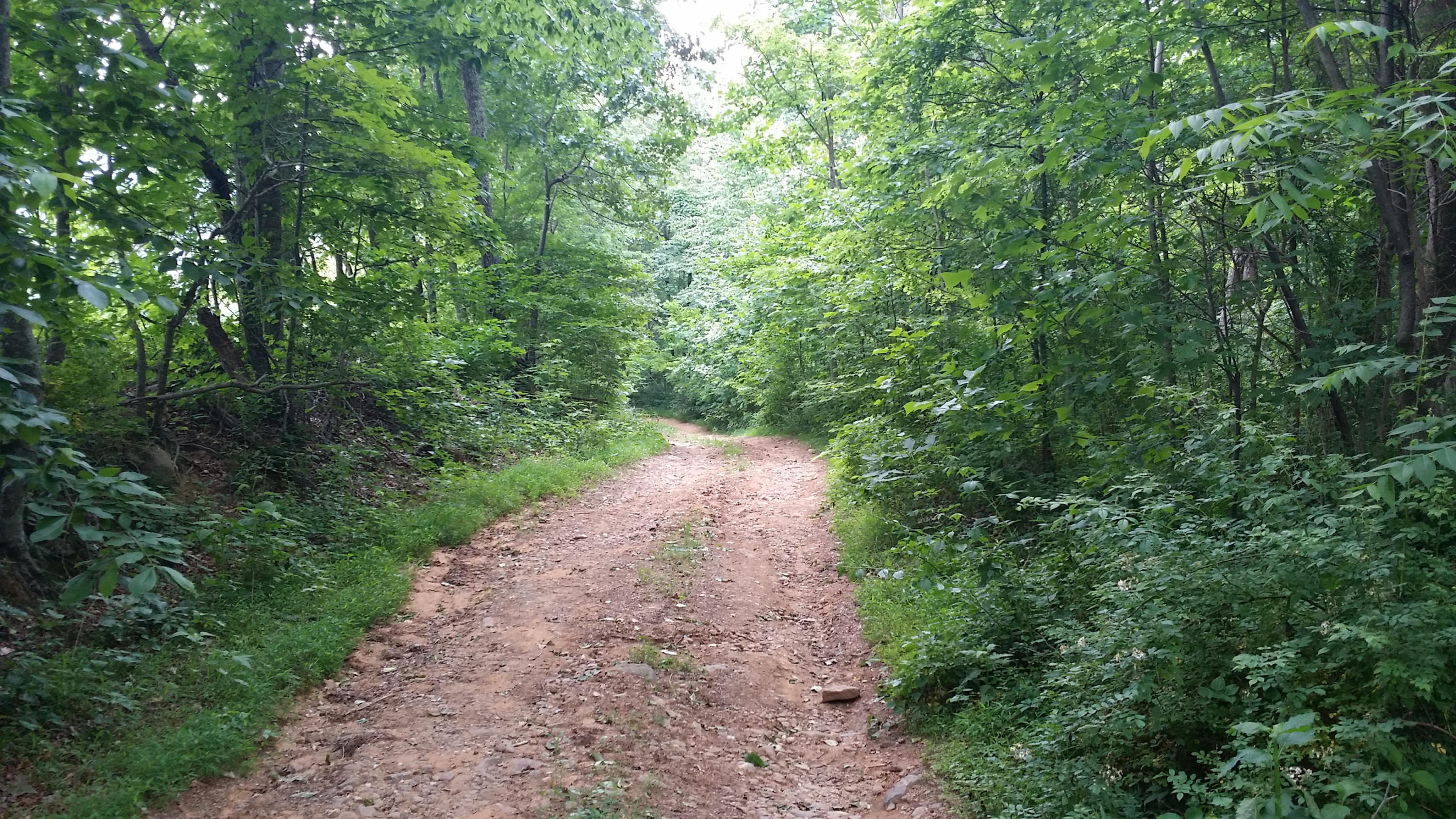 1425 Adney Gap Road Callaway, VA 24067 - Photo 28 of 35 a view of a dirt pathway both side of yard
