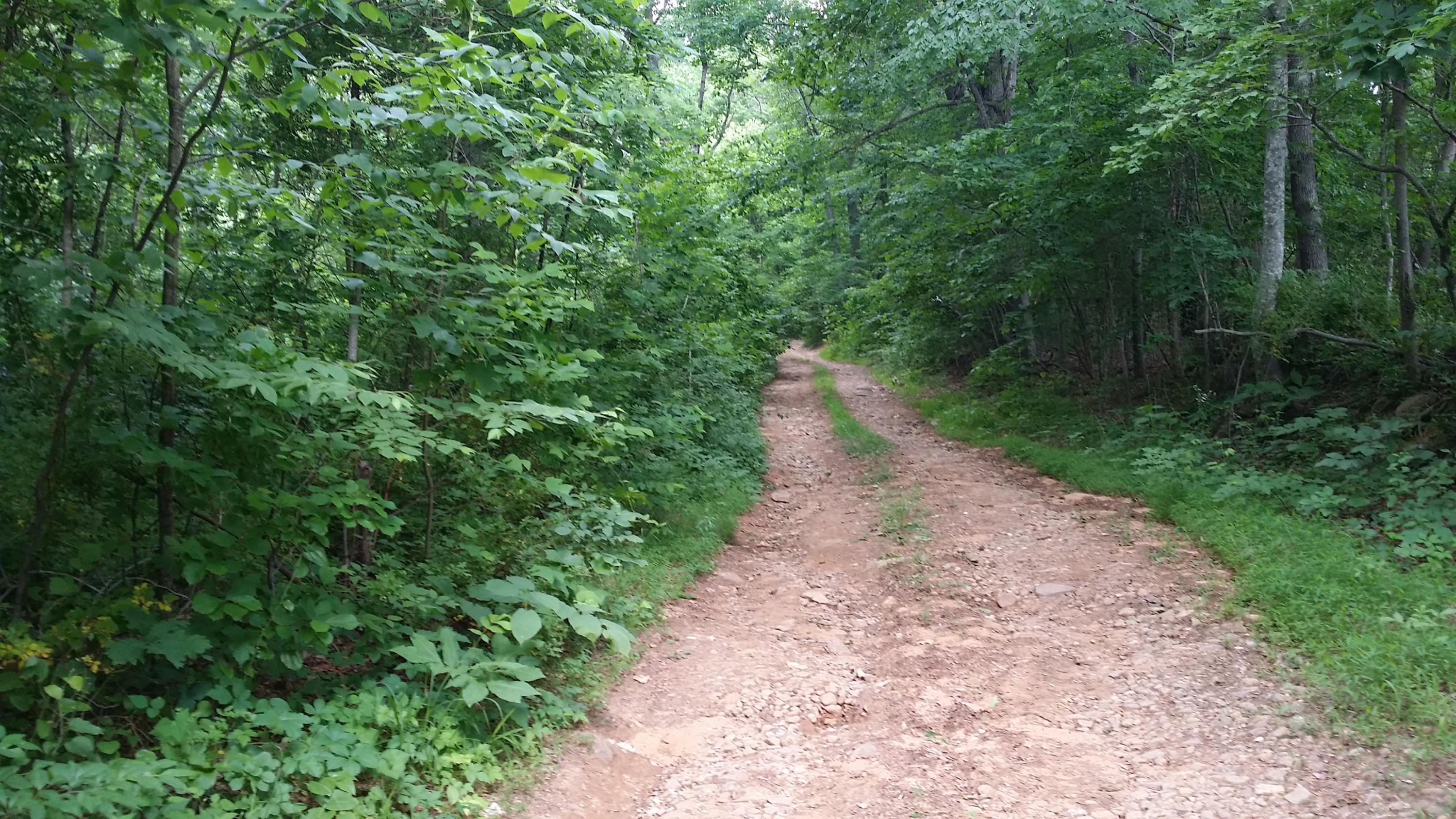 1425 Adney Gap Road Callaway, VA 24067 - Photo 29 of 35 a view of a dirt pathway both side of green trees