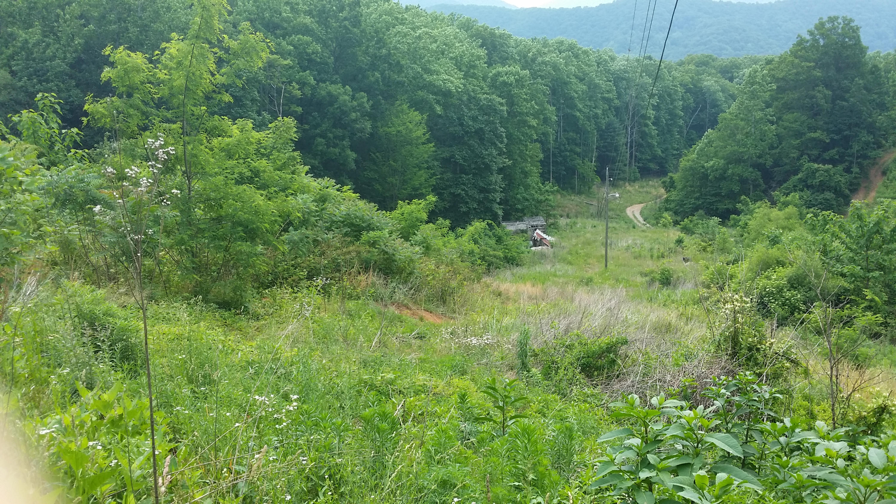 1425 Adney Gap Road Callaway, VA 24067 - Photo 5 of 35 a view of a lush green forest