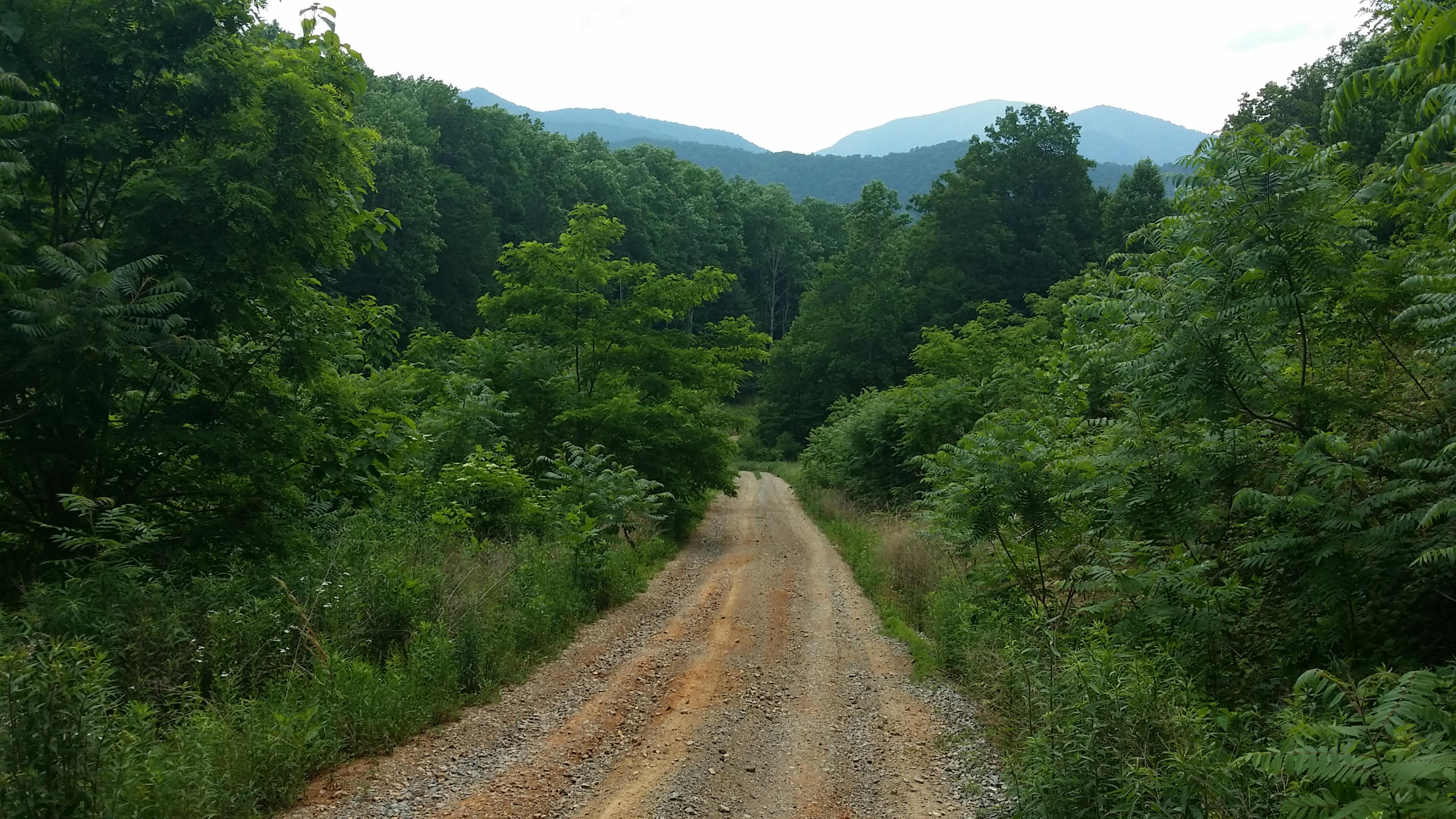 1425 Adney Gap Road Callaway, VA 24067 - Photo 7 of 35 a view of a pathway both side of grassy field with trees