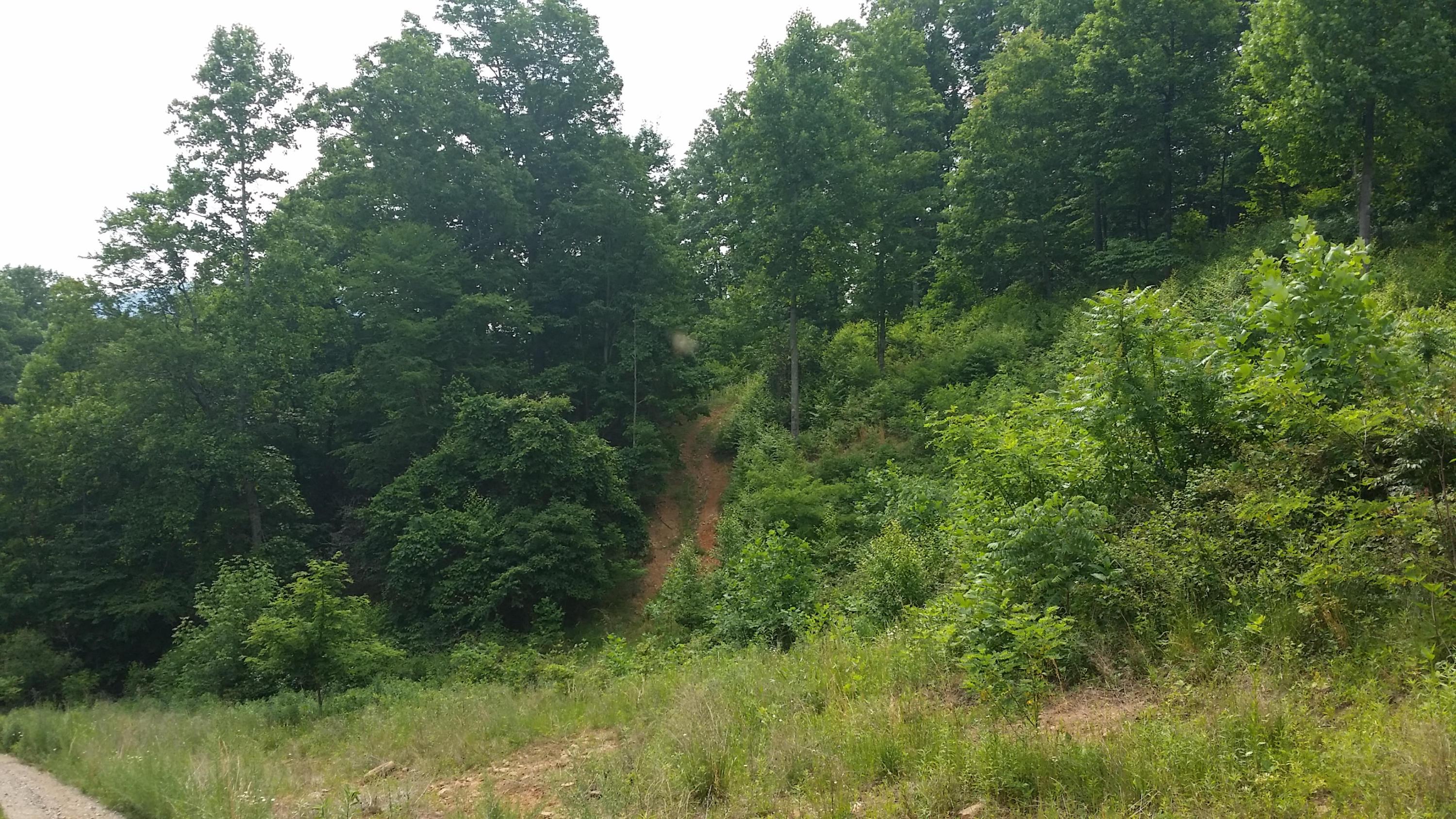 1425 Adney Gap Road Callaway, VA 24067 - Photo 9 of 35 a view of a lush green forest