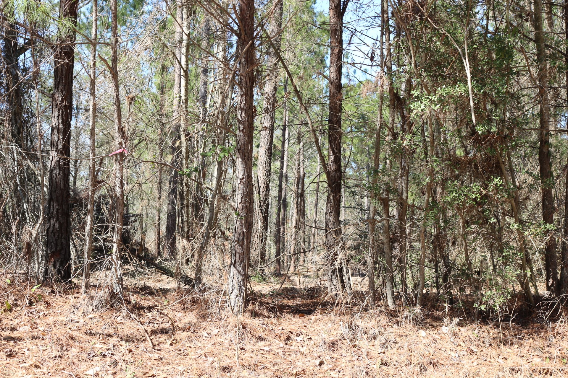 10-2 North Hanson Road Onalaska, TX 77360 - Photo 11 of 38 a view of outdoor space with wooden fence