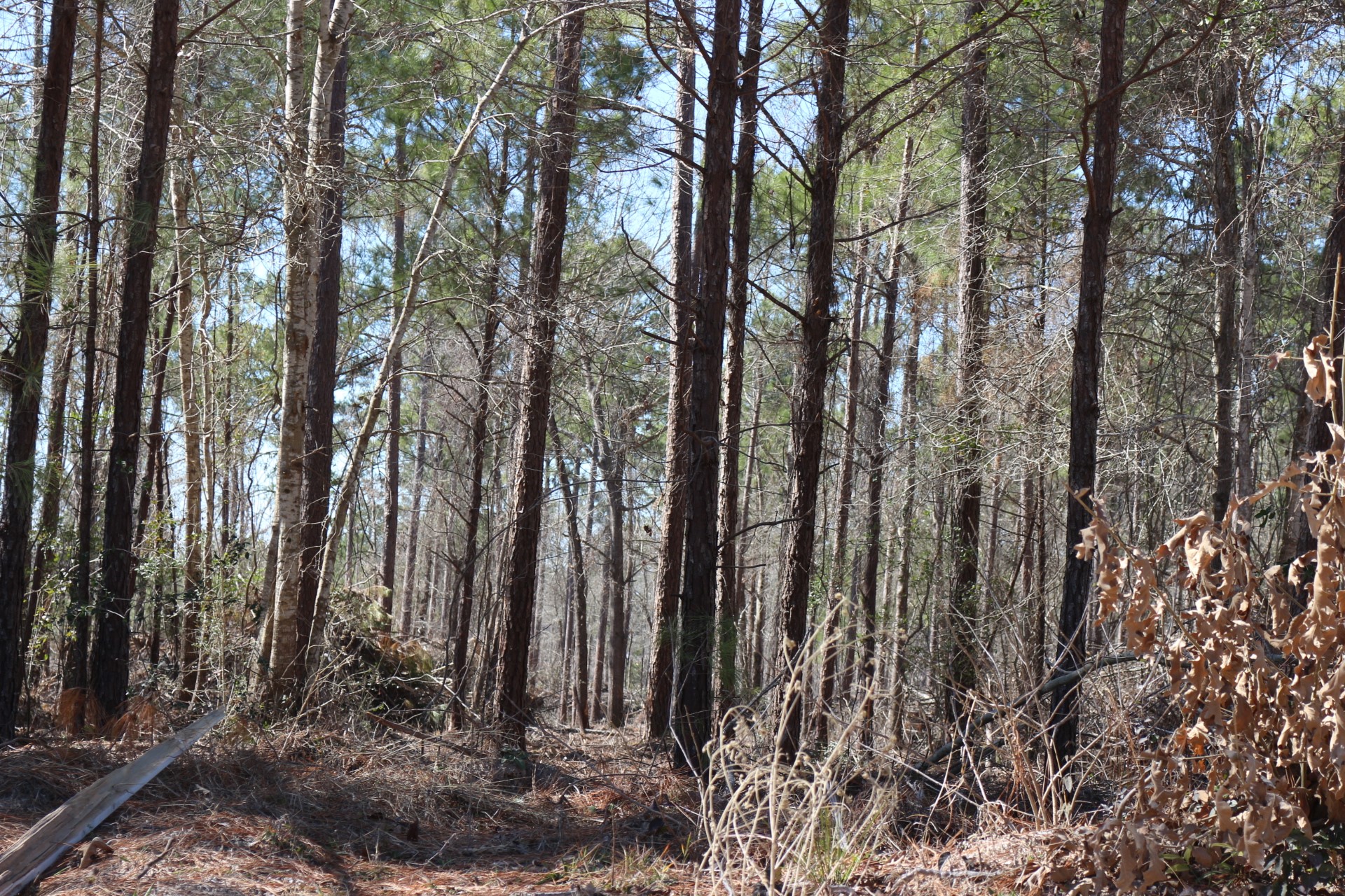 10-2 North Hanson Road Onalaska, TX 77360 - Photo 19 of 38 a view of forest