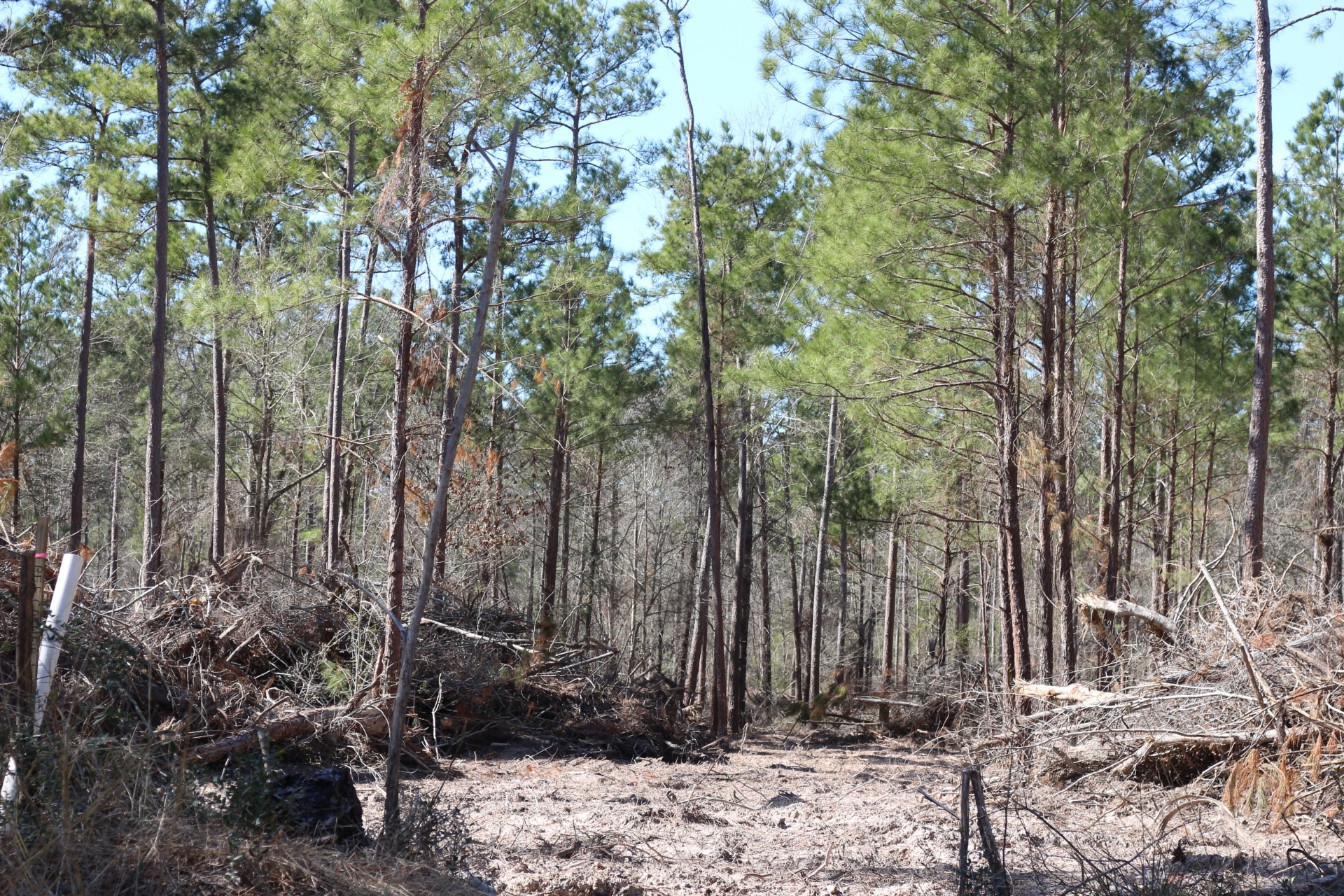 10-2 North Hanson Road Onalaska, TX 77360 - Photo 20 of 38 a view of backyard with trees