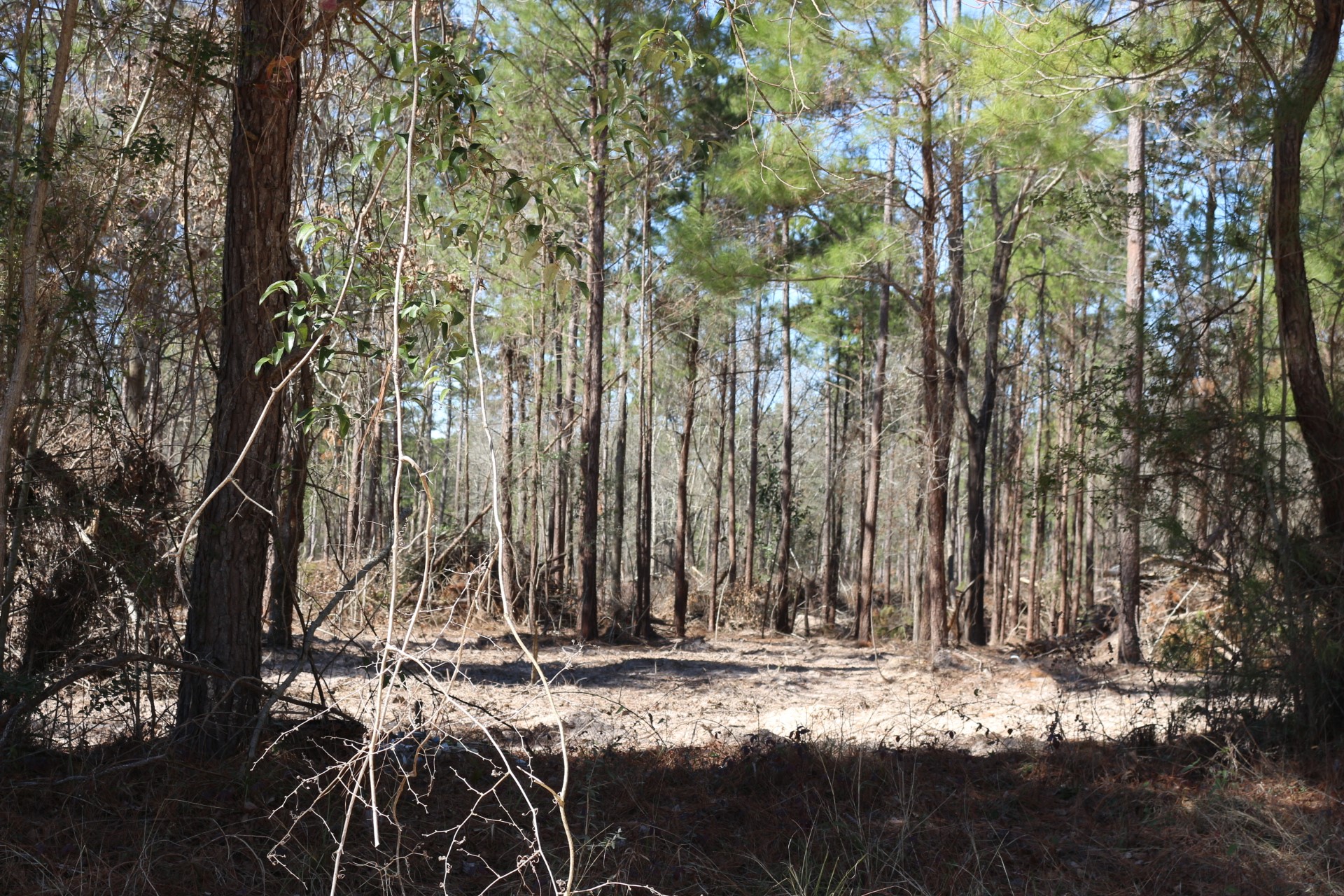 10-2 North Hanson Road Onalaska, TX 77360 - Photo 21 of 38 a view of a yard with trees