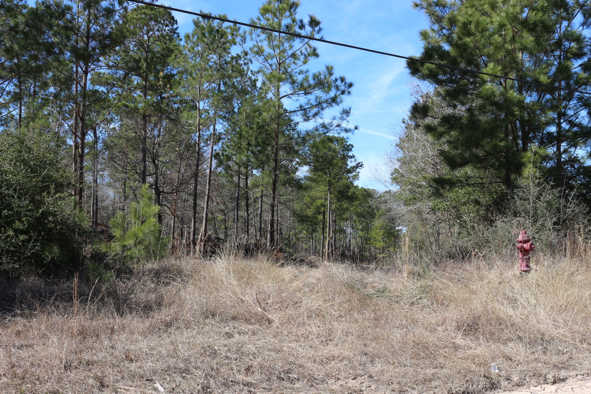 10-2 North Hanson Road Onalaska, TX 77360 - Photo 27 of 38 a view of a forest with a tree in the background