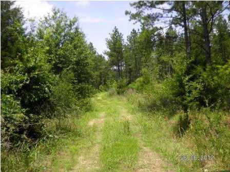 0 Quail Road Canton, MS 39046 - Photo 4 of 4 Photo 5