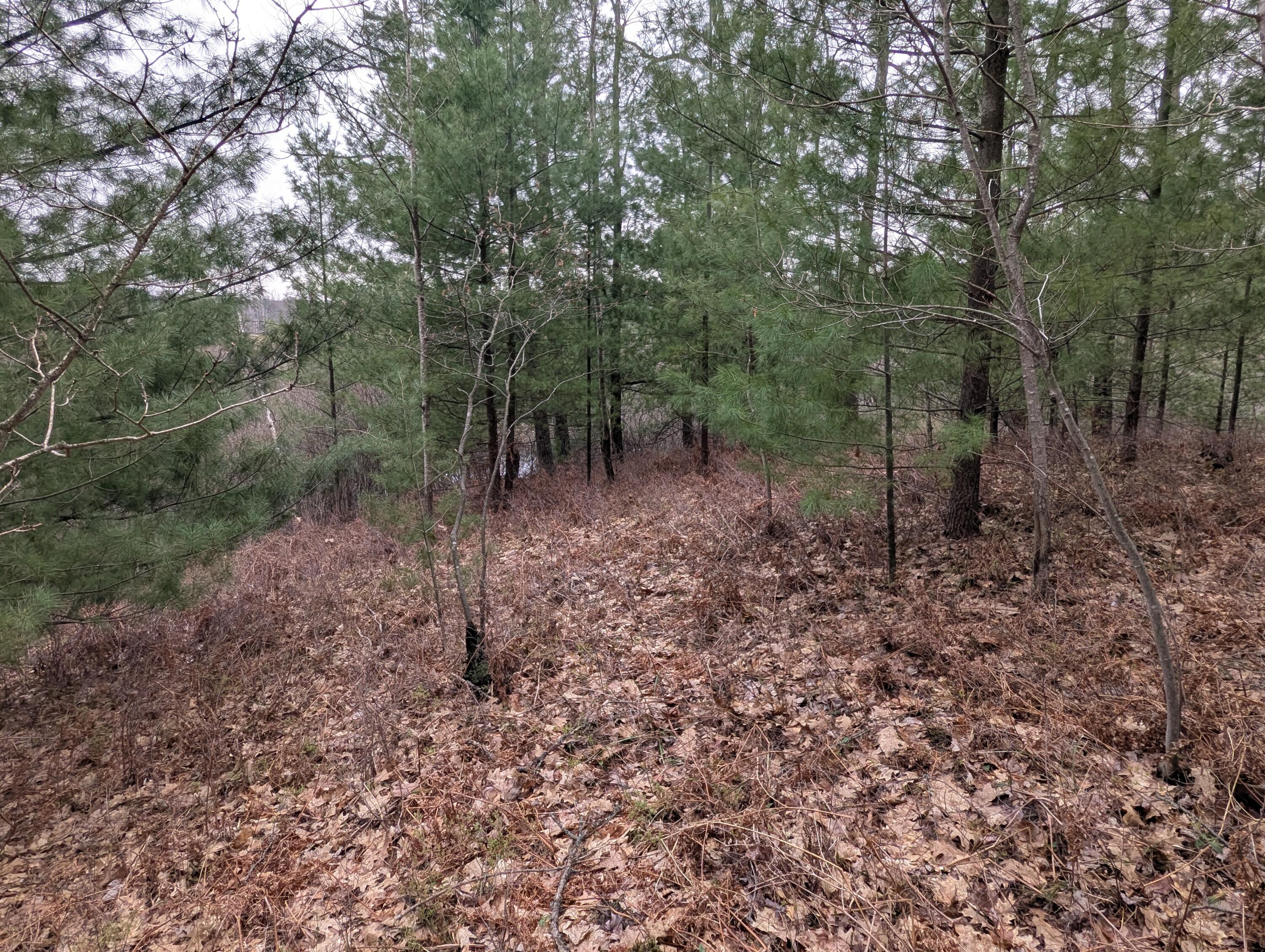 0 West Crooked Lake Road Lake City, MI 49651 - Photo 2 of 10 1000004095