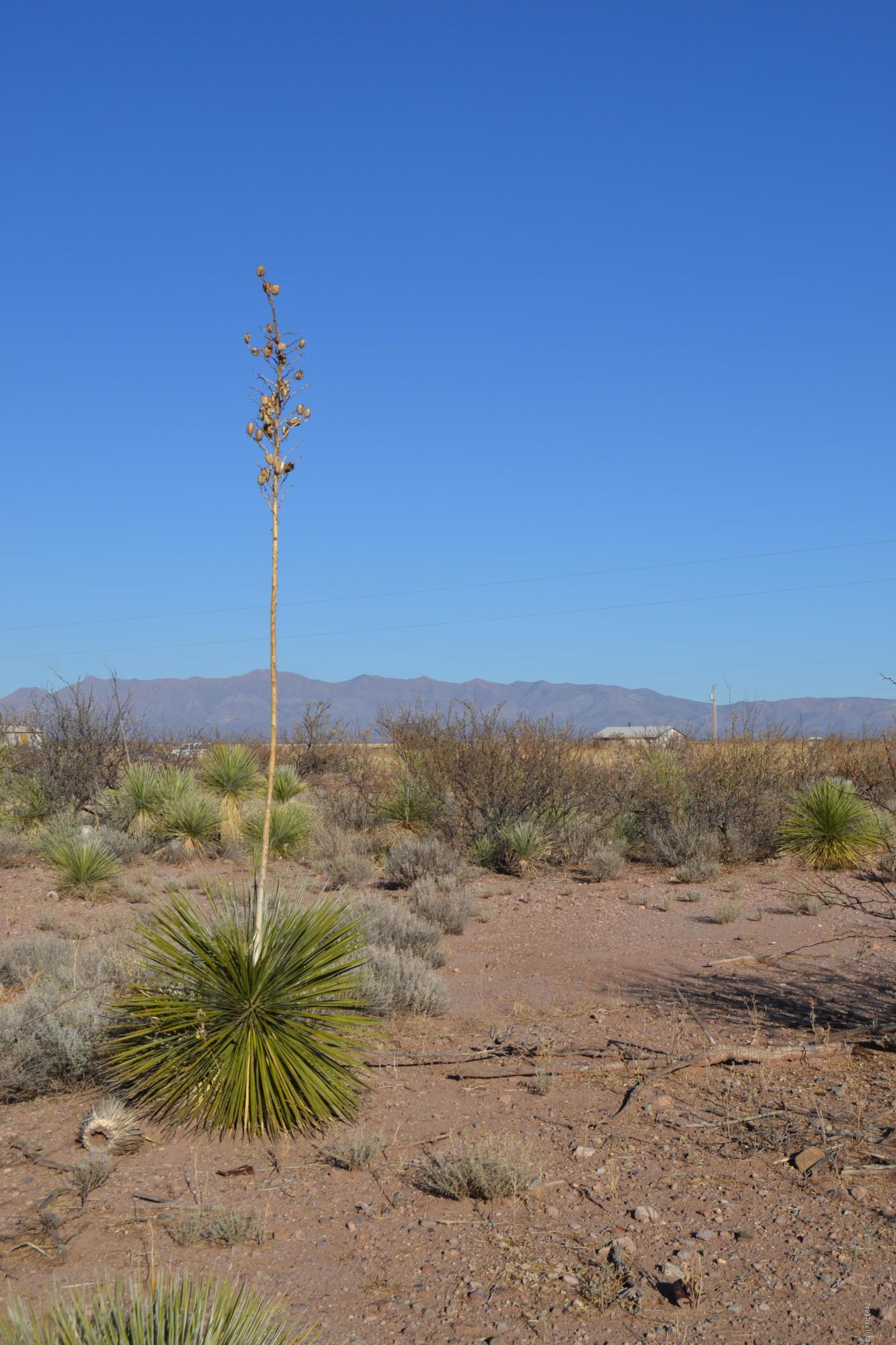 12.22 Acres Lee Road McNeal, AZ 85617 - Photo 4 of 8