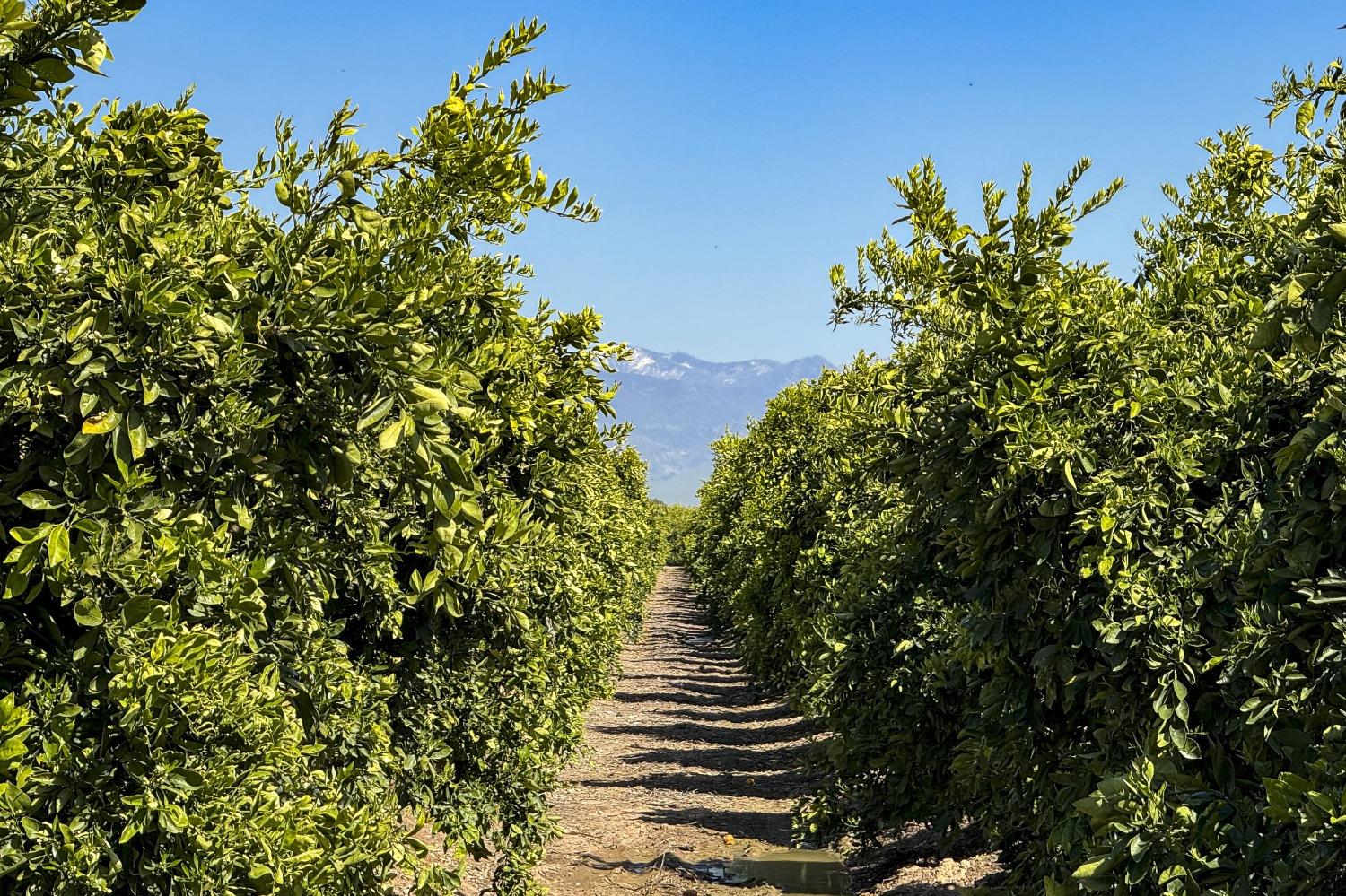 21865 Ave 92 Terra Bella, CA 93270 - Photo 24 of 24