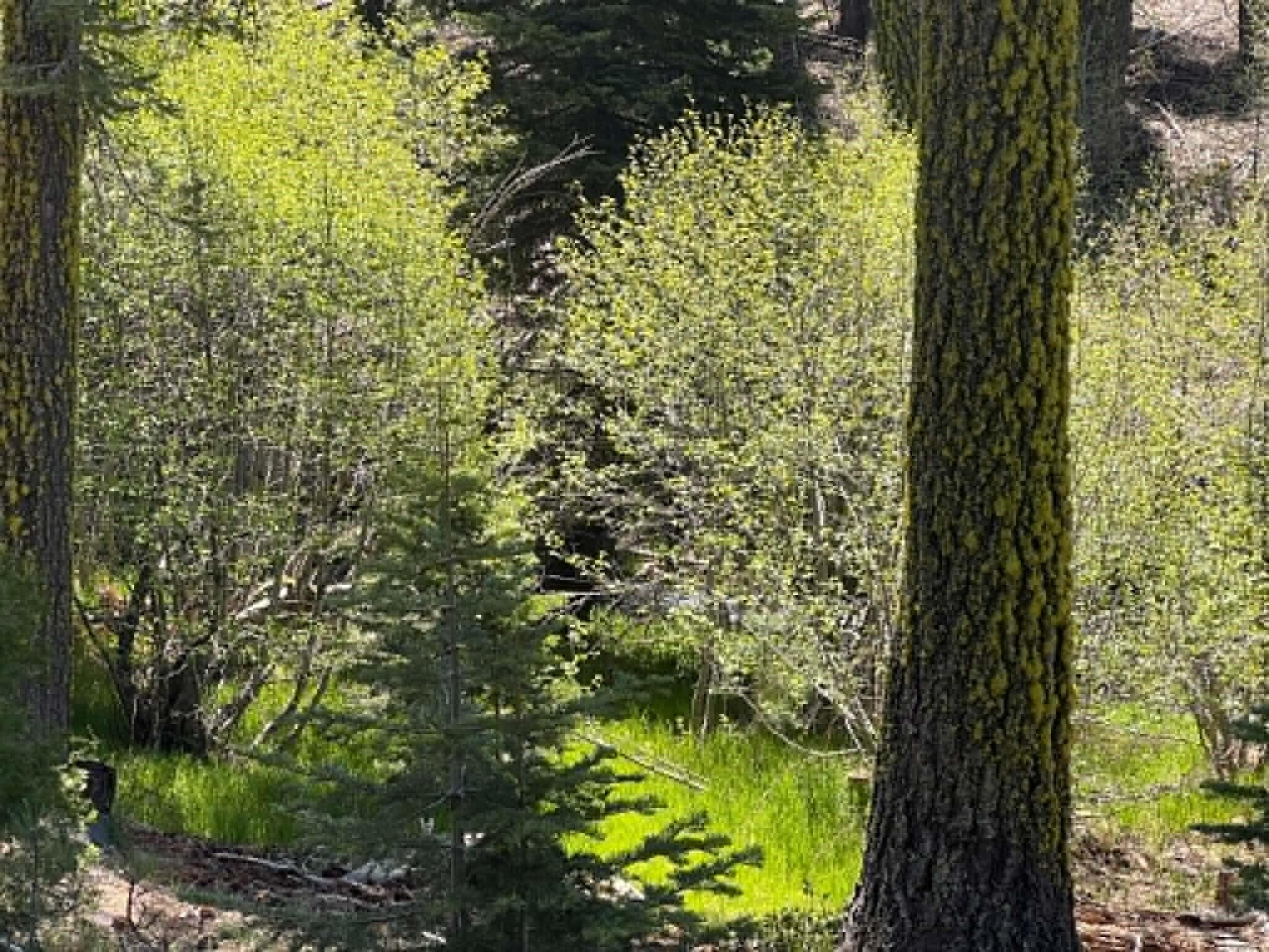 0 Logging Road Shingletown, CA 96088 - Photo 20 of 32 a view of a garden