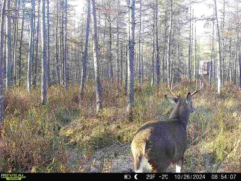 Bogus Road Deerbrook, WI 54424 - Photo 6 of 78
