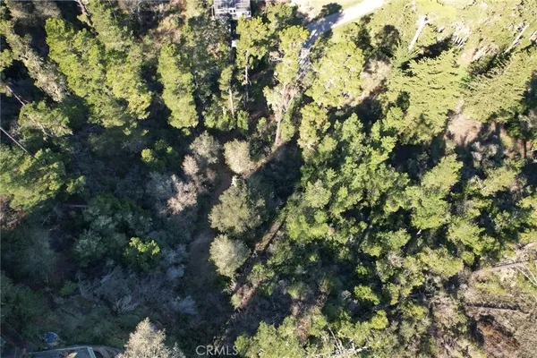 a view of a tree