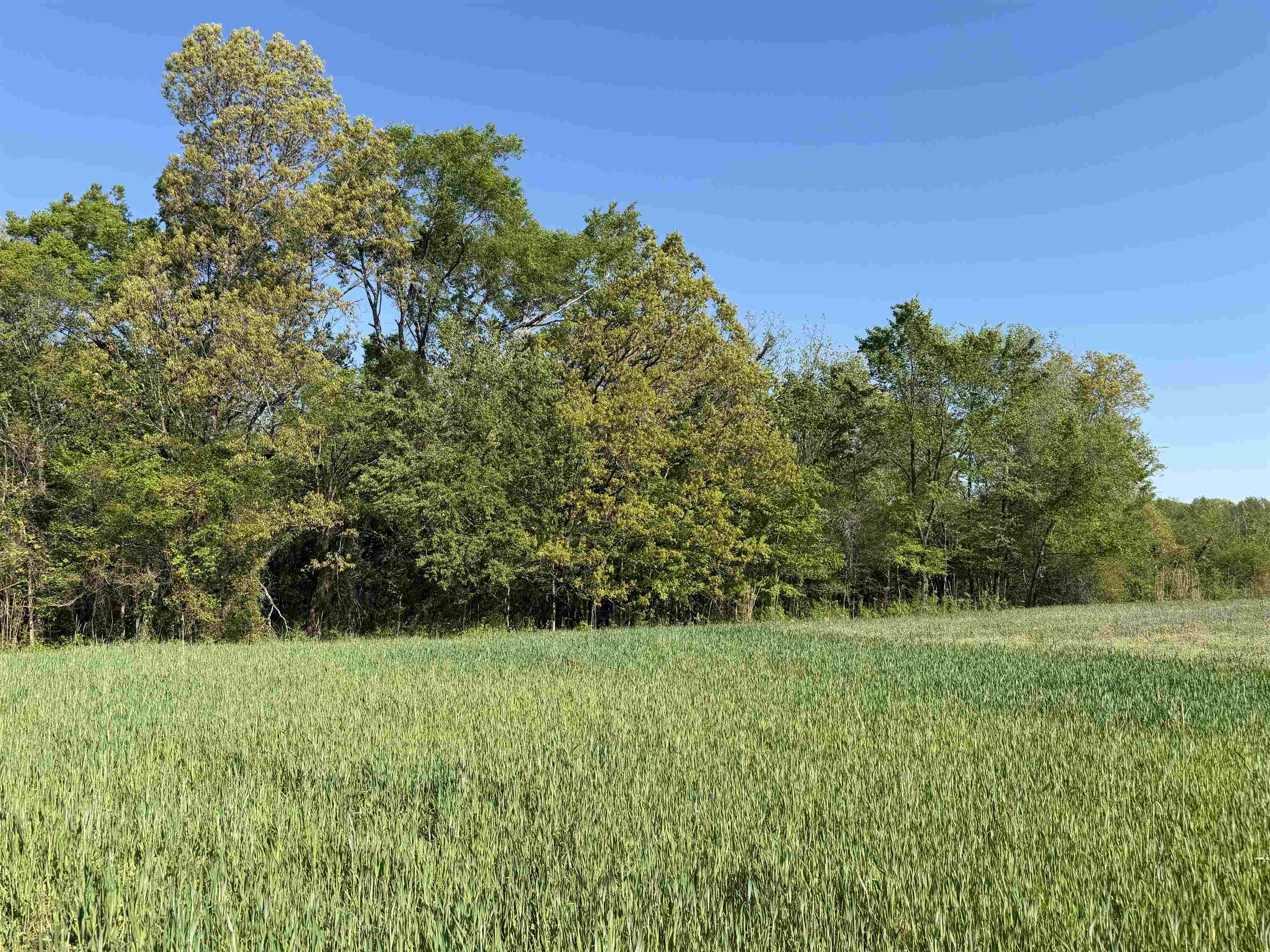 A Burnett Road Williston, TN 38076 - Photo 11 of 25 a view of a garden