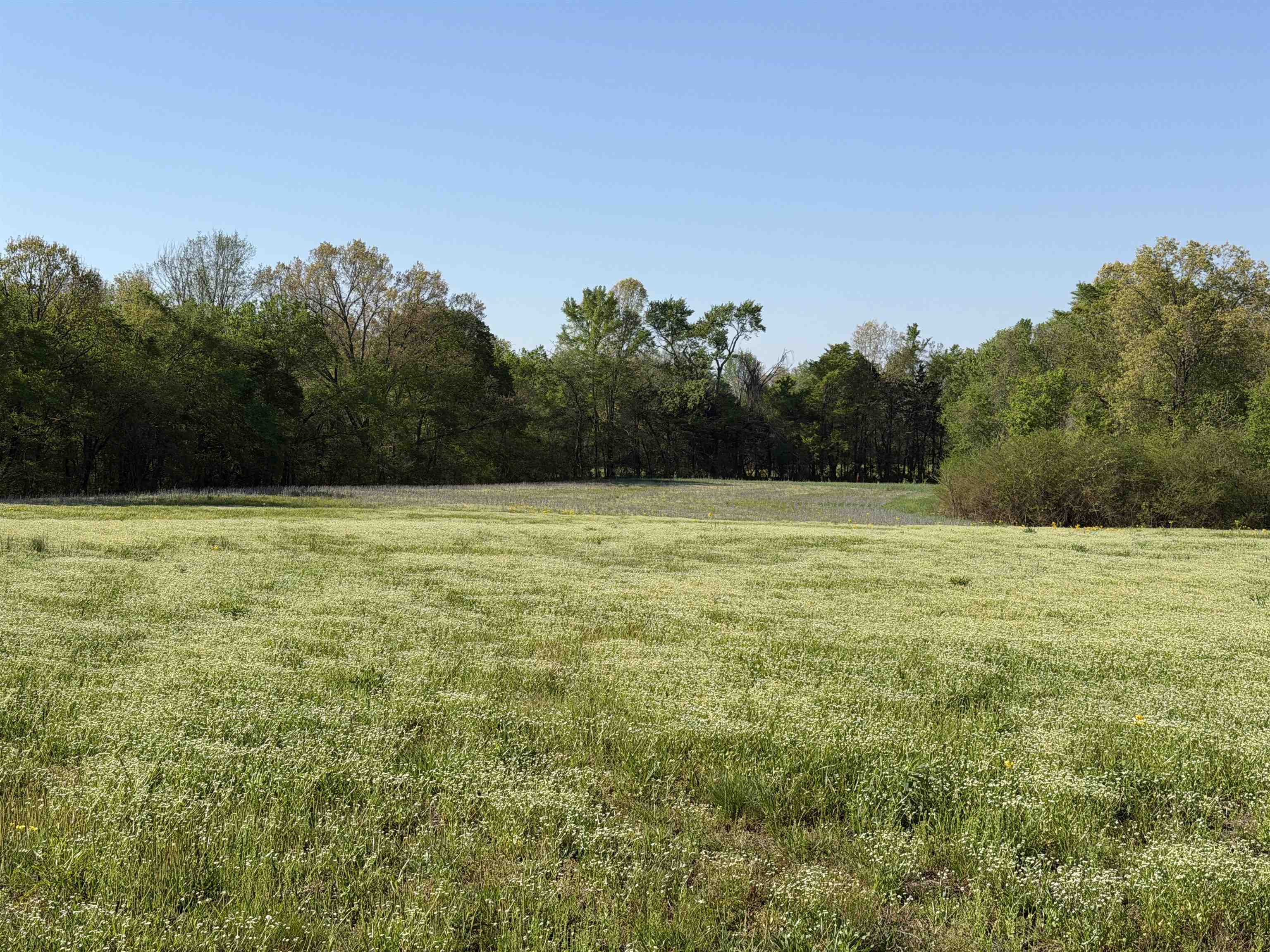 A Burnett Road Williston, TN 38076 - Photo 13 of 25 a view of a pool with a yard