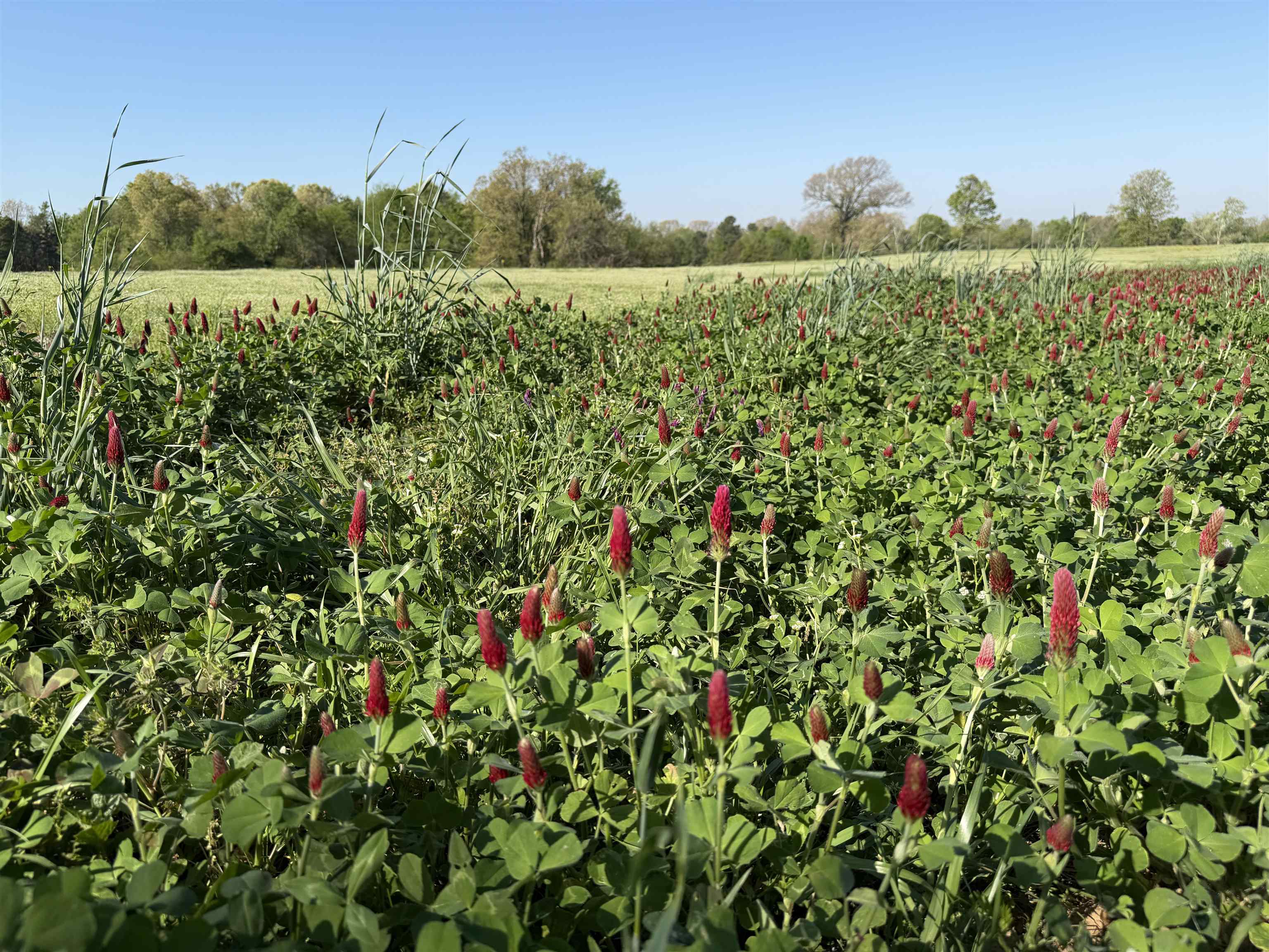 A Burnett Road Williston, TN 38076 - Photo 14 of 25 a view of a bunch of trees and bushes